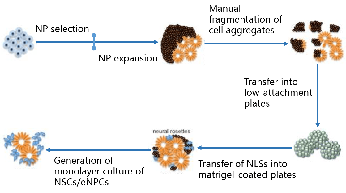 Schematic diagram of differentiation into NSCs/eNPCs from hiPSC